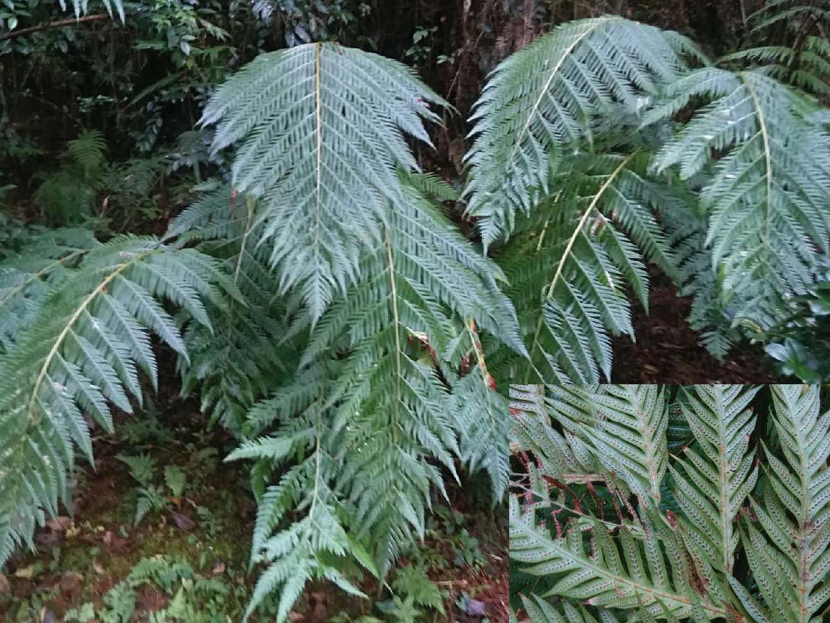 單芽狗脊